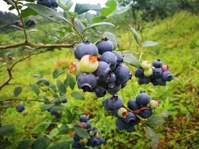 貴在公開促發展——貴州巧用展會打通農產品銷路提升品牌影響力